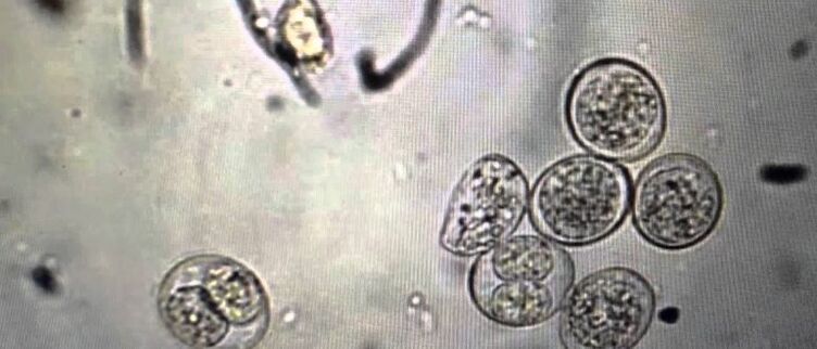 komórki pierwotniaka pasożytniczego
